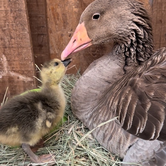 ❤️ OUR SHIP TIMES‼️ PLEASE NOTE‼️❤️ - Picture 2 of 16